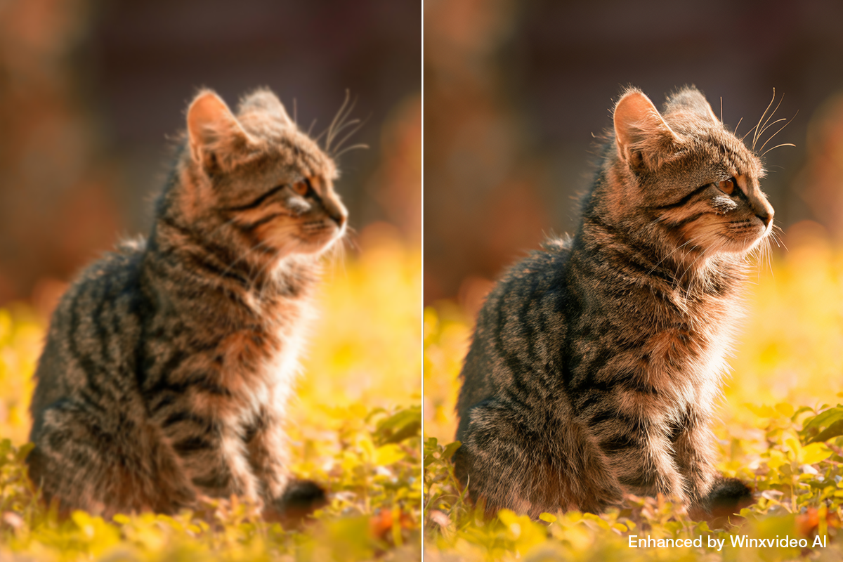 Winxvideo AI Christmas Deal: AI Video/Image Enhancer with “Buy 1 Get 3 Free” Offer