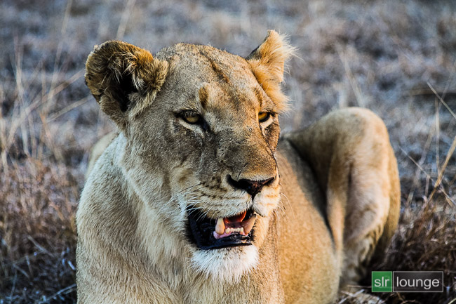 How to Retouch a Portrait of a Lion – Weekly Lightroom 4 Edit