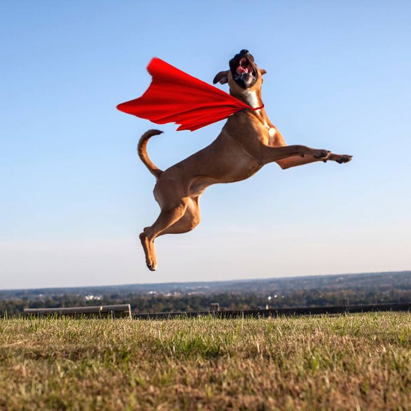 Jumpin Bean (impoundment #90140) At the shelter for 100+ days