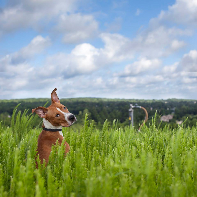 Karsten, impoundment #87239 is just a pup. He is less than 1 year old, and spent the last 80 days living in the shelter.