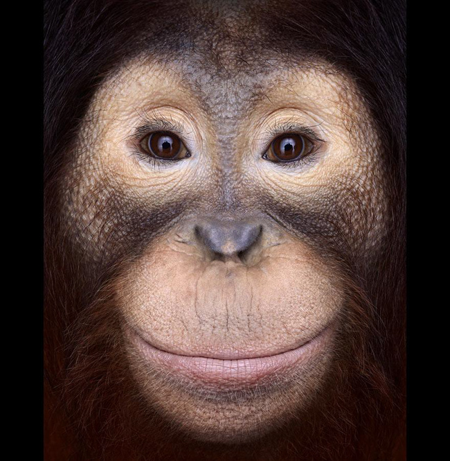 animal-photography-affinity-Brad-Wilson-orangutan-1