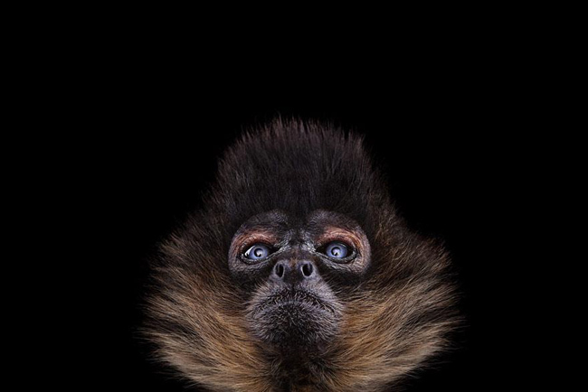 animal-photography-affinity-Brad-Wilson-spider-monkey-2