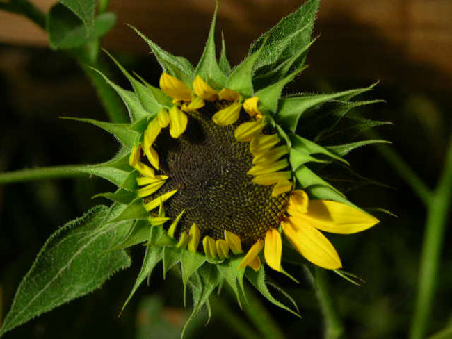 Sunflower_Flower_Opening_Time_Lapse_First_Frame