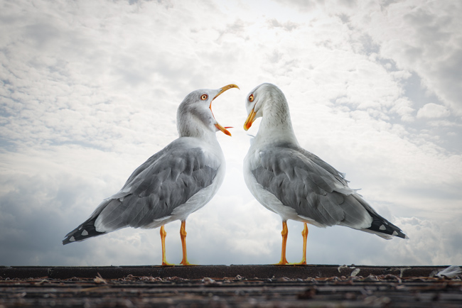 When Mother Nature and Photoshop Collide | Wildlife Composites by John Wilhelm