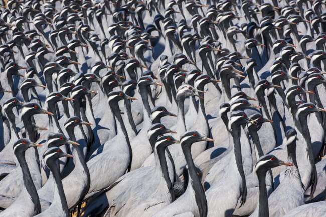 Demoiselle cranes, Khichan, India