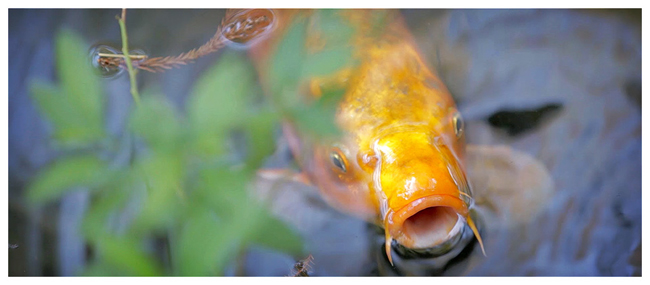 Beautiful Koï Fish in Tenju-an Temple (Nanzenji), Kyoto - Japan