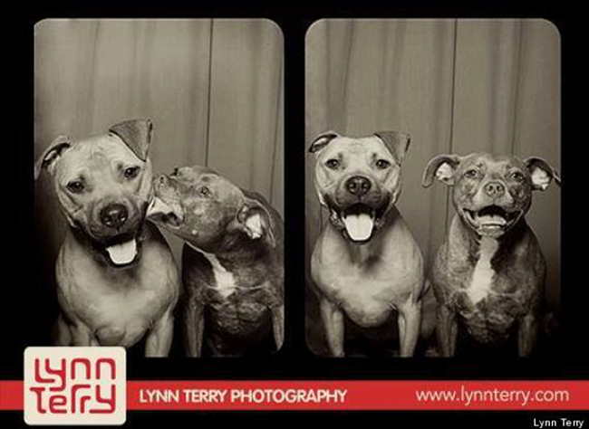 What Happens When You Put Two Pit Bulls in a Photo Booth?