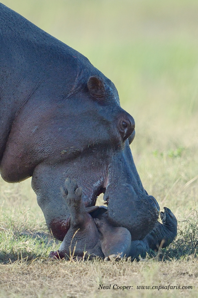 Neal-Cooper-hippo-3