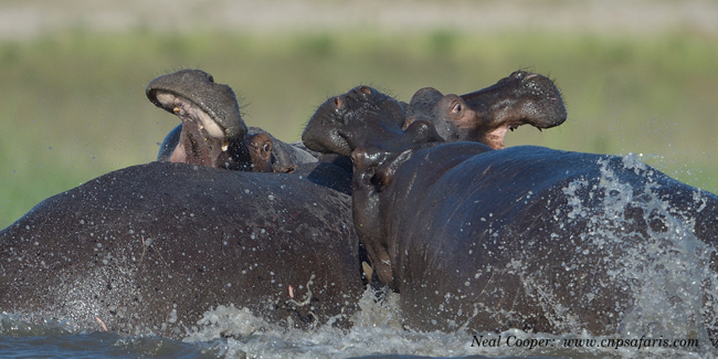 neal-cooper-hippo-5