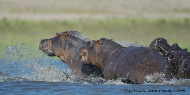 neal-cooper-hippo-6