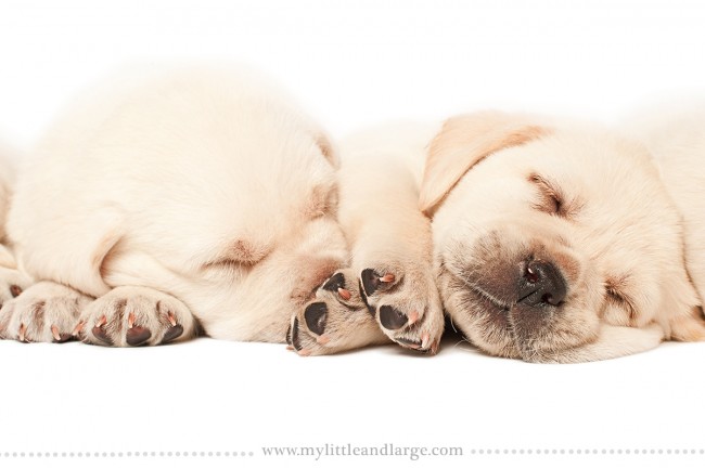 Puppyhood: Adorable Life-Sized Portraits of 6 Week Old Puppies