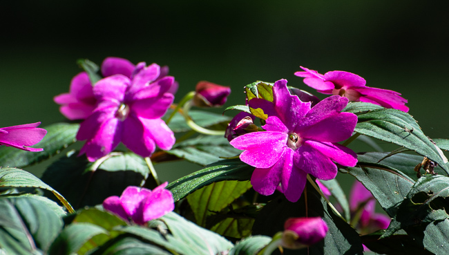 DOF-Flowers