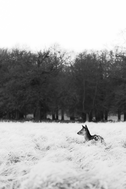 Fawn-Richmond-Park-Safety