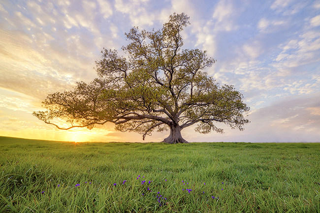 Lone Tree 