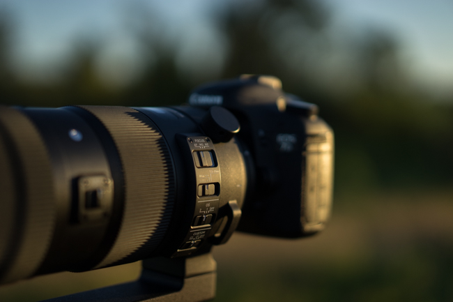 Shooting Wildlife With Sigma's 150-600mm F 5-6.3 Sport Lens