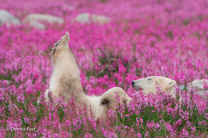 Wildlife Photographer’s Images of Playful Polar Bears in a Field of Wildflowers