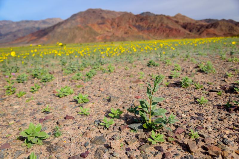 Death-Valley-Superbloom-2016-Tips-Matthew-Saville-06