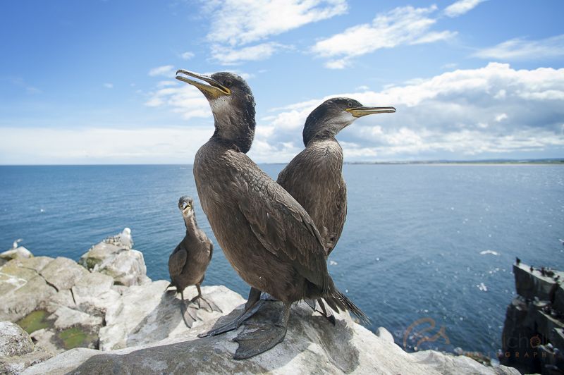 Juvenile Shags