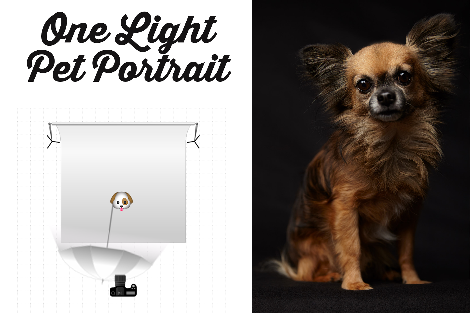 How Do You Photograph Dog Portraits