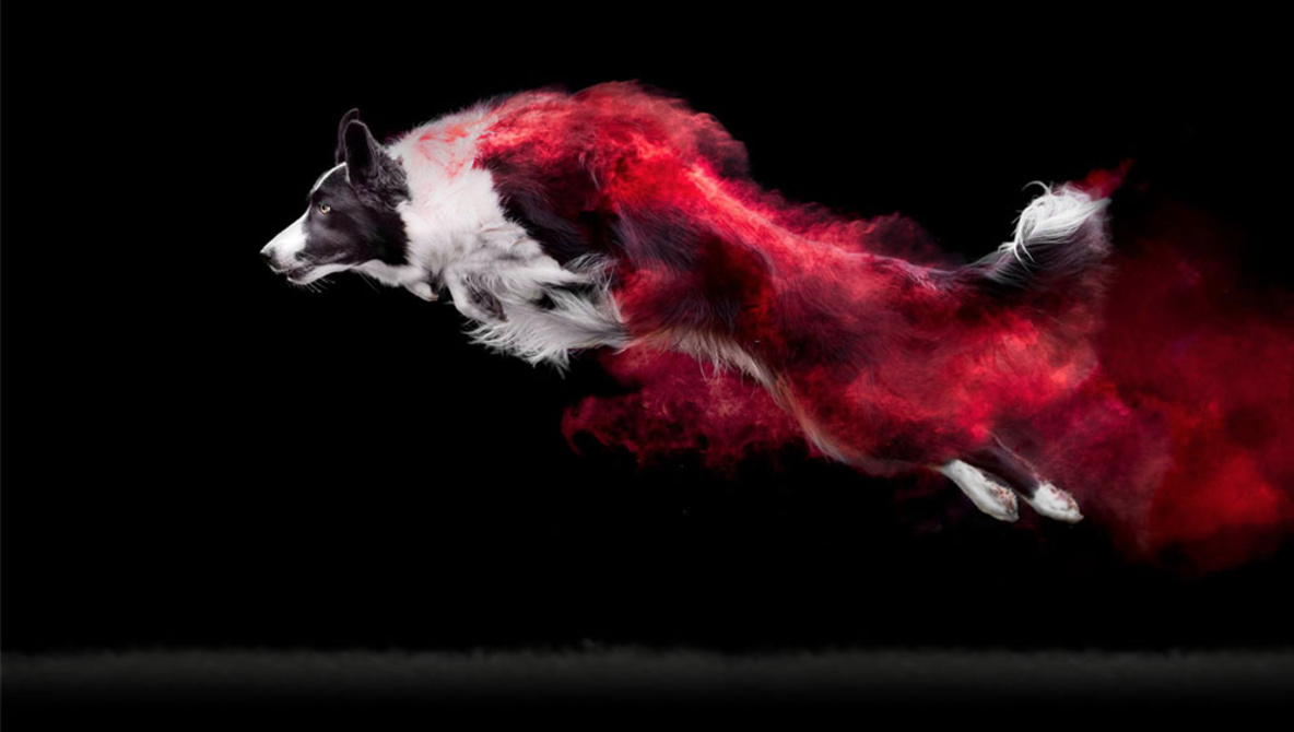 Photographer Adds Colorful Powder To Jumping Dogs To Create OneOfAKind Artistic Portraits