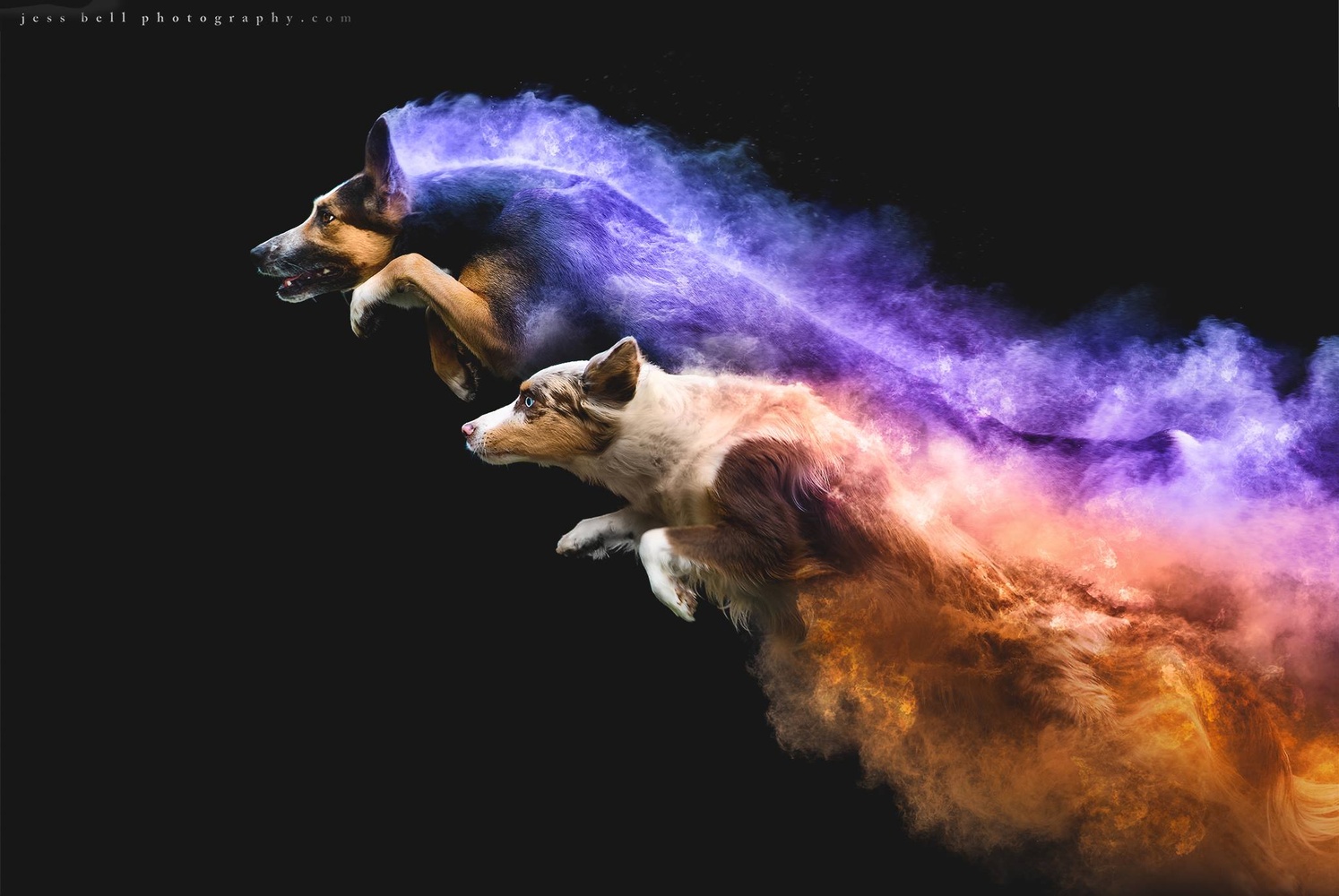 Photographer Adds Colorful Powder To Jumping Dogs To Create One-Of-A-Kind Artistic Portraits