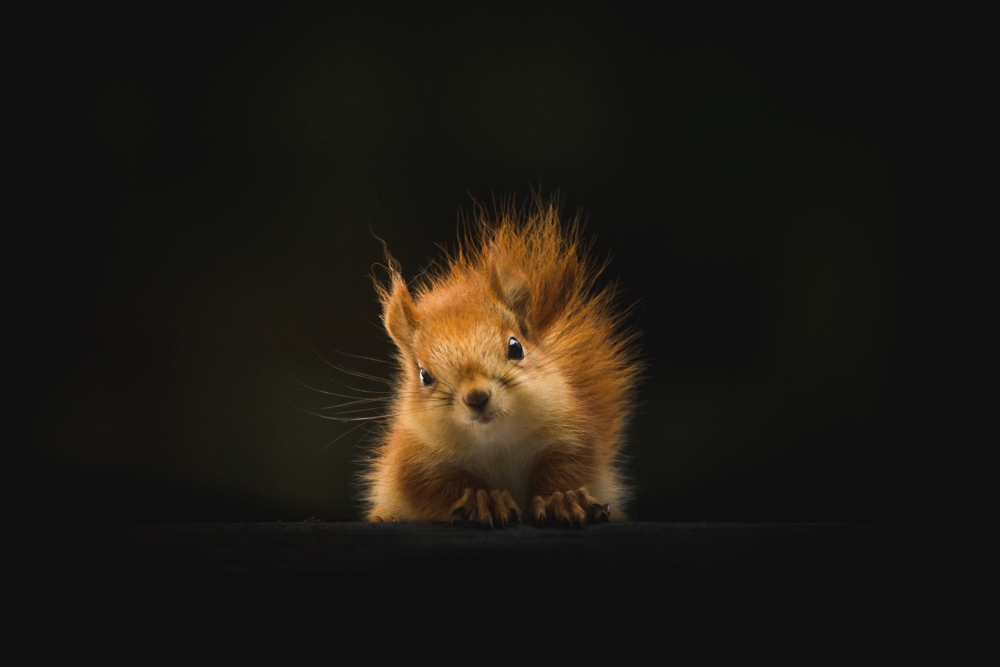 Presenting the Finalists of the 2019 Comedy Wildlife Photography Awards!