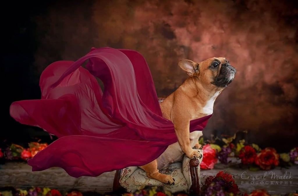 how long is the pregnancy of a french bulldog