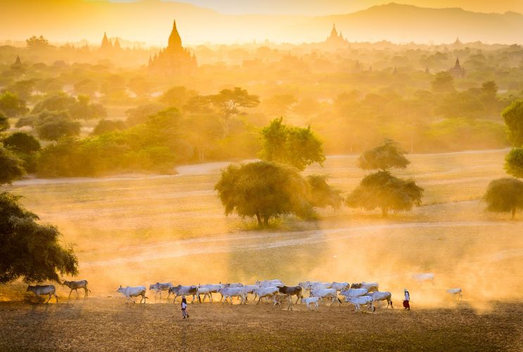 landscape photography golden hour livestock