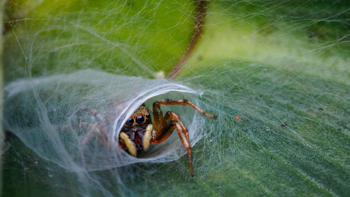 Nature TTL Photographer of the Year 2020 Competition Winners Announced