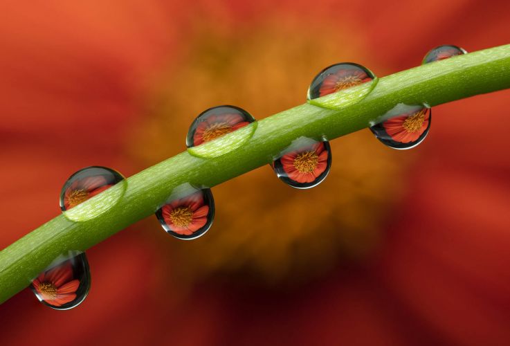 Refraction Flower Lesson