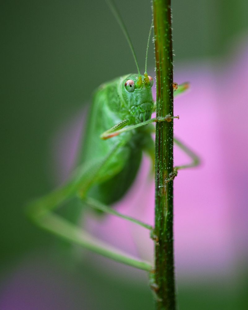 Macro photography tips bugs close up katydid