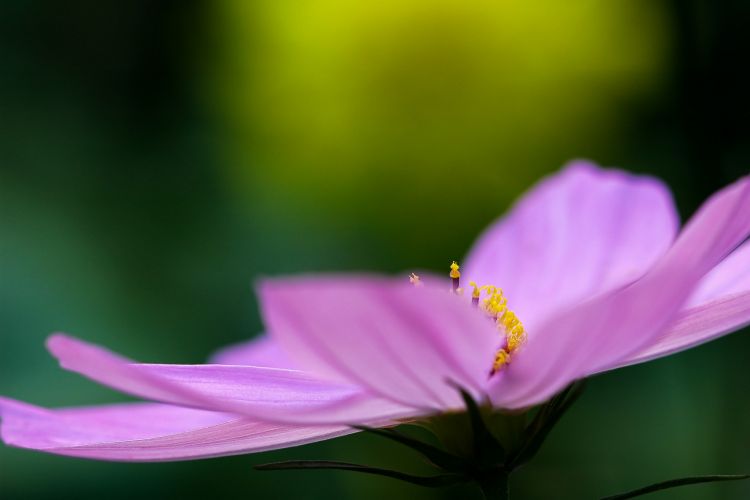 Macro photography tips lens eye level close up miniature