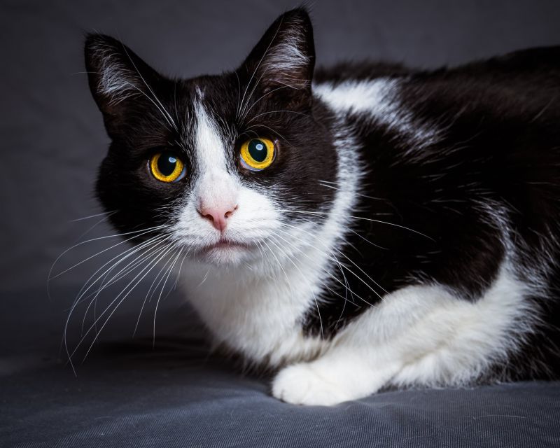 Sigma Shot at Home heather larkin cat home