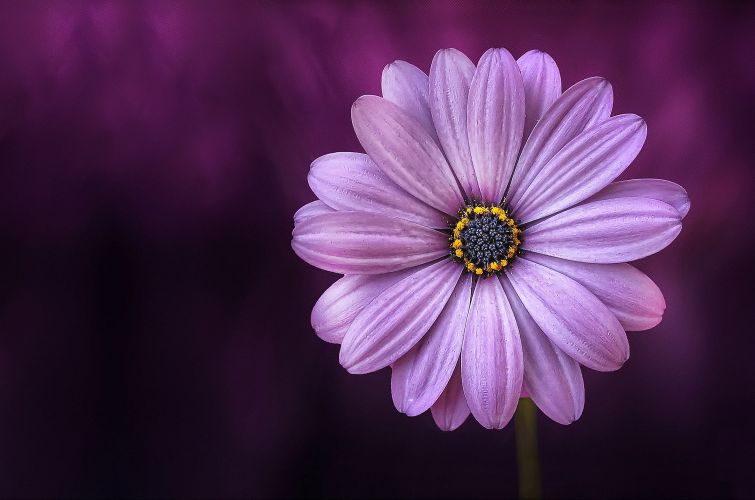 Best Lens For Flower Photography Best Flower Site Best Lens For Flower Photography Best Flower Site
