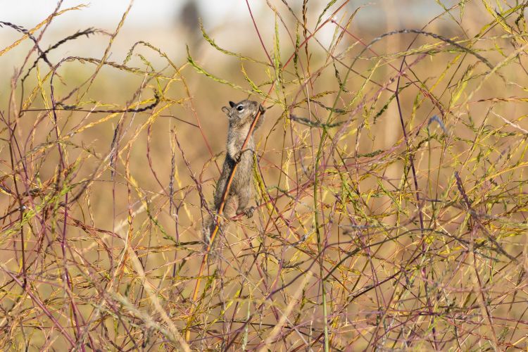 Sony A6600 Review: A Small but Mighty Mirrorless for Wildlife