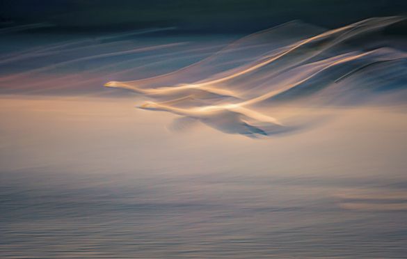 FAIRY LANDING ON EARTH
Whooper Swan Cygnus cygnus. Sanmenxia, Henan, China.
Shu Qing, China. Category: Birds in Flight. BRONZE AWARD WINNER.
This image was taken in Sanmenxia city, China, on 16 November 2018 using a slow shutter speed, while panning the camera to track the movements of the birds. I think the result is a beautiful and evocative work, and it was shot at a speed of 1/4 second; the ‘shake’ that resulted from hand-holding the camera only served to highlight and enhance the beauty of the flying swans.
Nikon D5 with Nikkor 70–300mm f/4.5–5.6 lens. Focal length 220mm; 1/4 second; f/18; ISO 100.