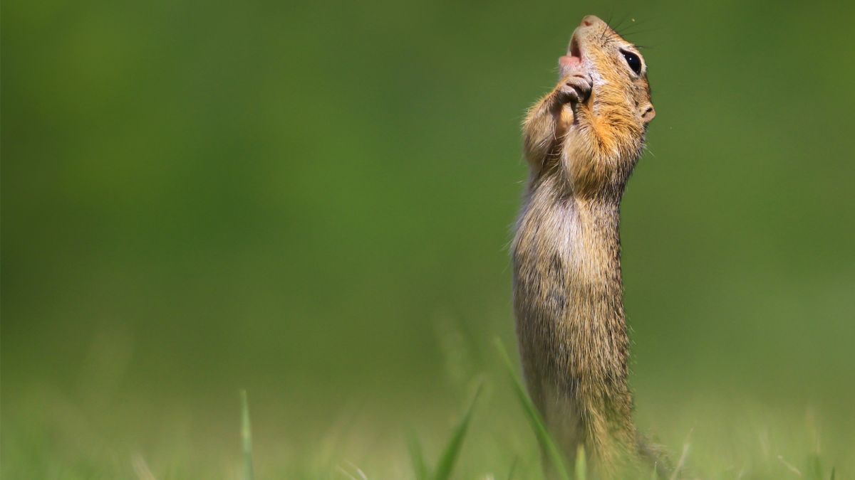 Presenting the Finalists of the 2020 Comedy Wildlife Photography Awards!