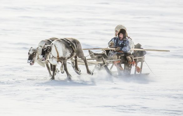 For the indigenous people of the Far North, deer are wealth. This includes food, housing, clothing, and transportation. And children, from a very young age, know how to drive reindeer on special sleds called narta.