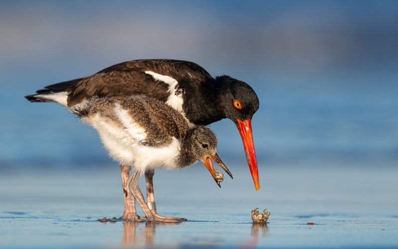 BPOTY 2021 Finalists 21