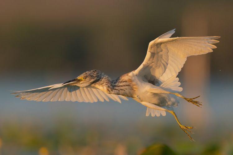 BPOTY 2021 Finalists 23