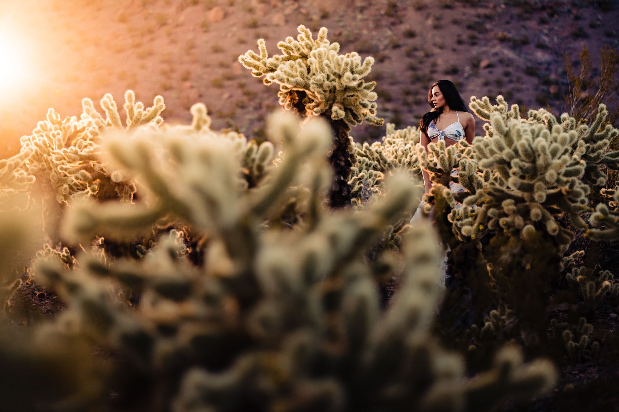 Растения и кактусы в пустыне кактусы и пустынная растительность