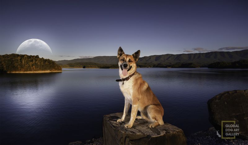 Pet Photography as Image Therapy Rowdy Holston Dam GDAG 1