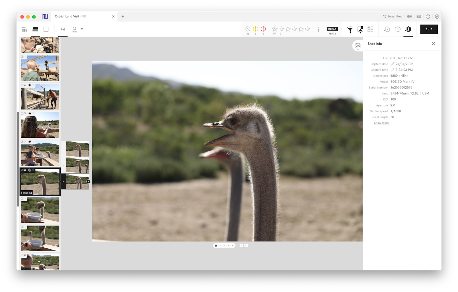 ostrich head