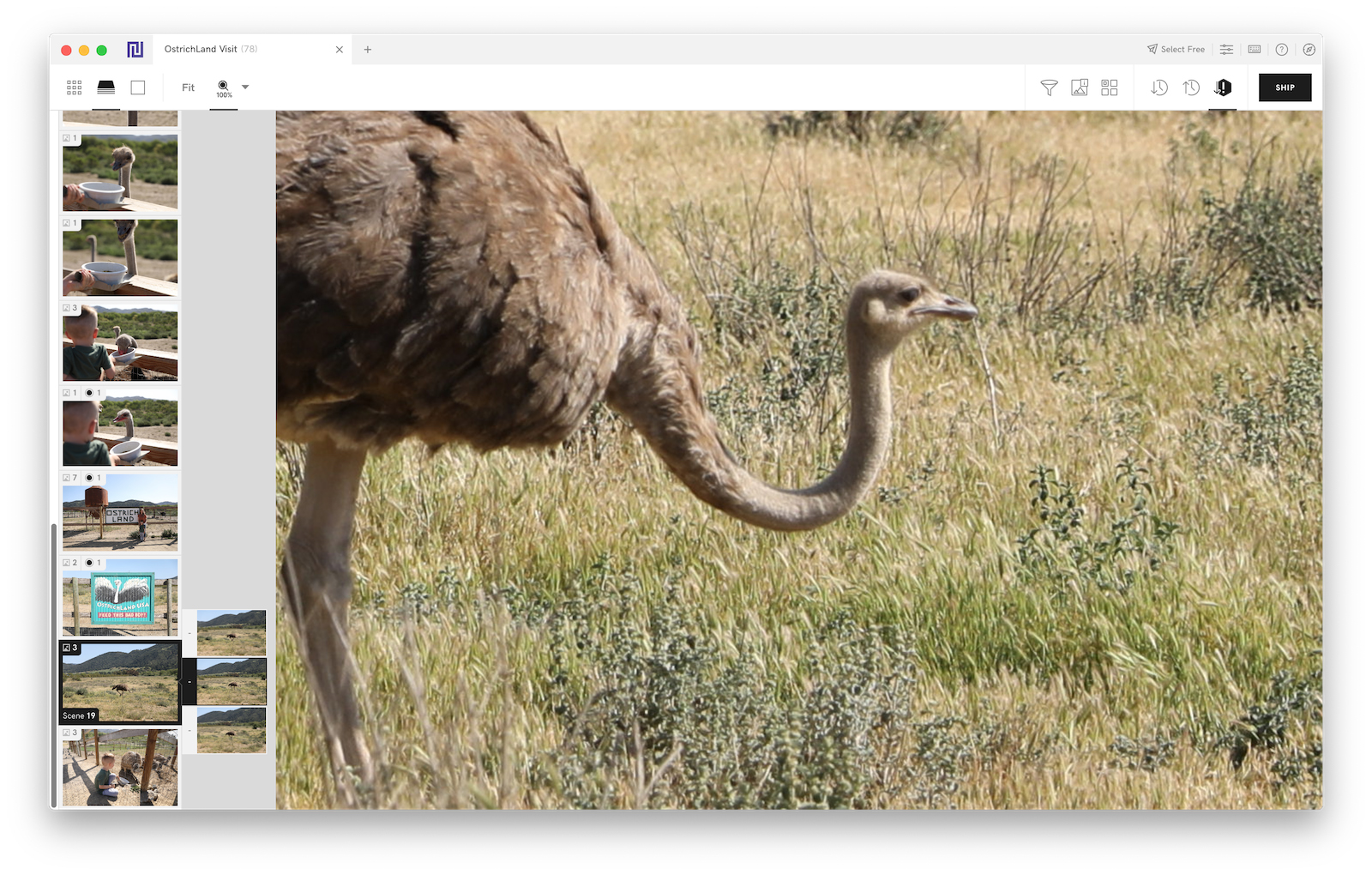 ostrich