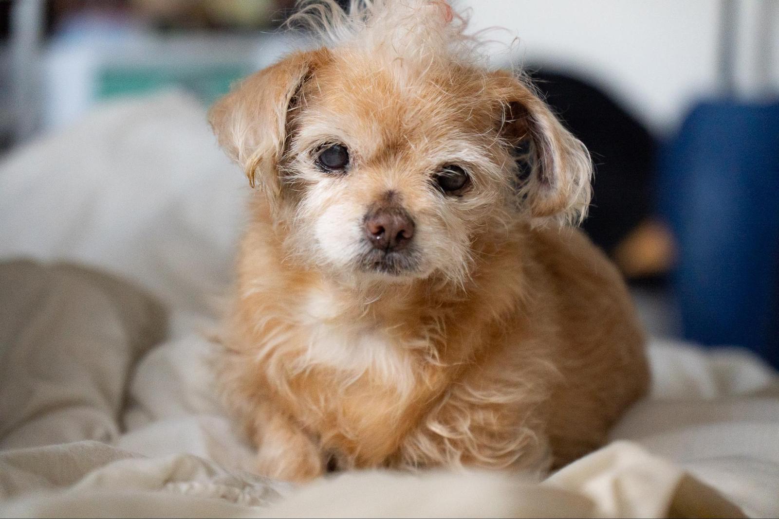 Tamron sample with dog