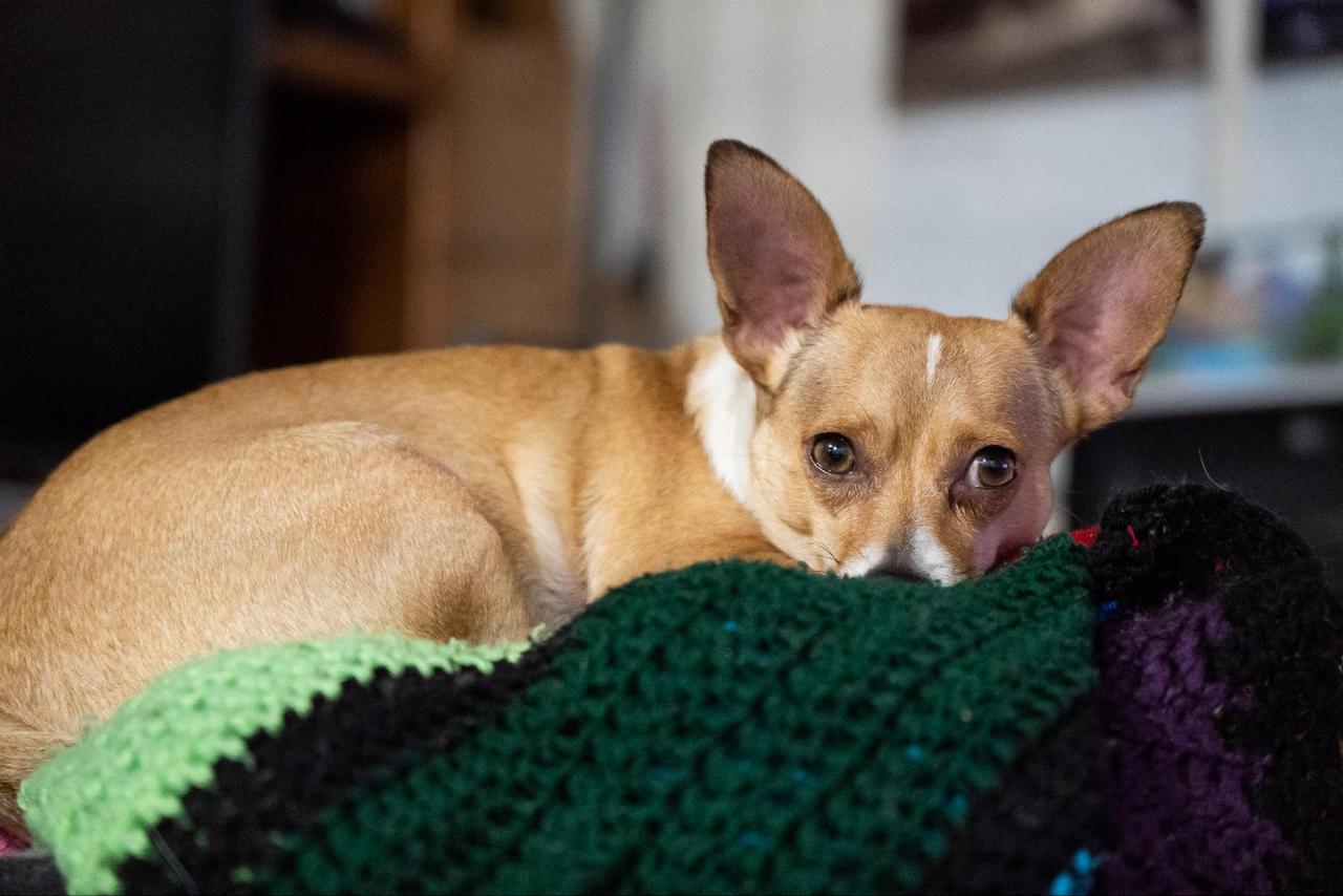 Tamron 17 70mm best everyday lens dog on blanket