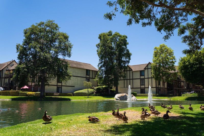 Ducks by lake outdoors