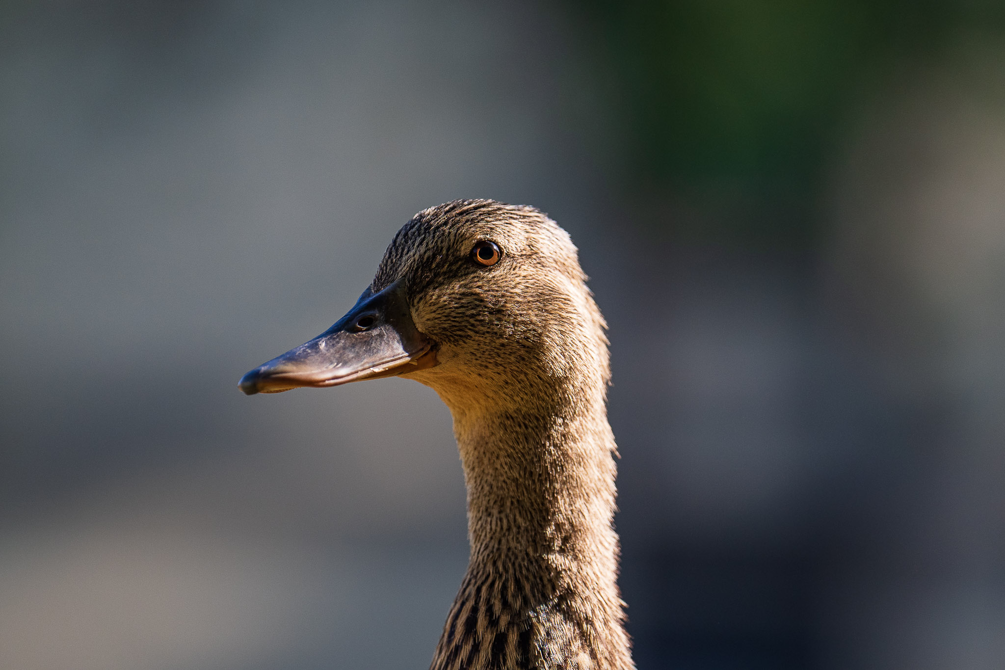 sony a1 review wildlife photography flagship camera 02