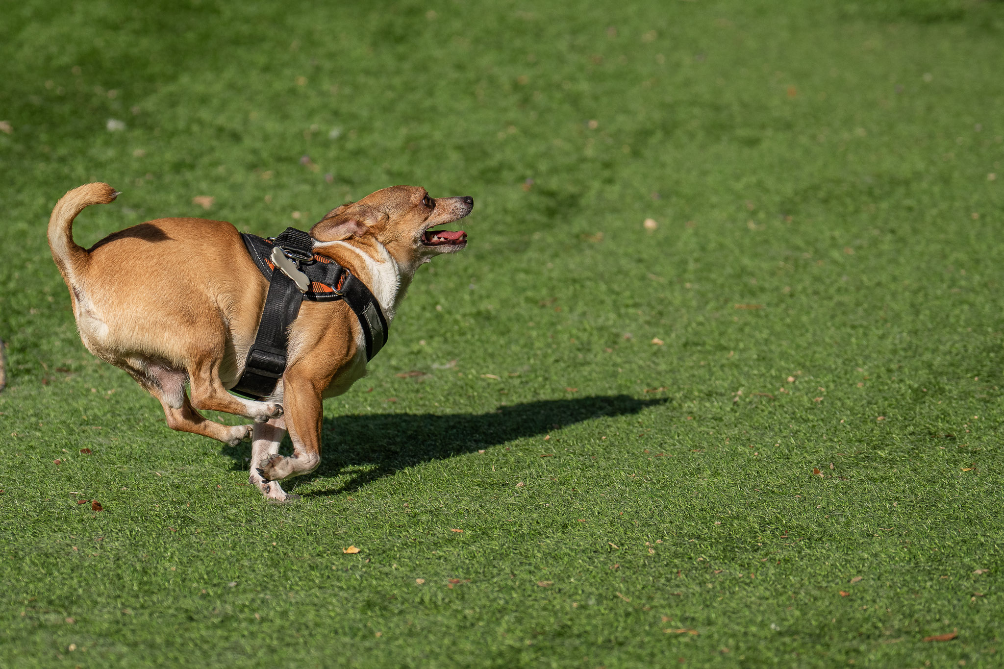 sony a1 review wildlife photography flagship camera 04