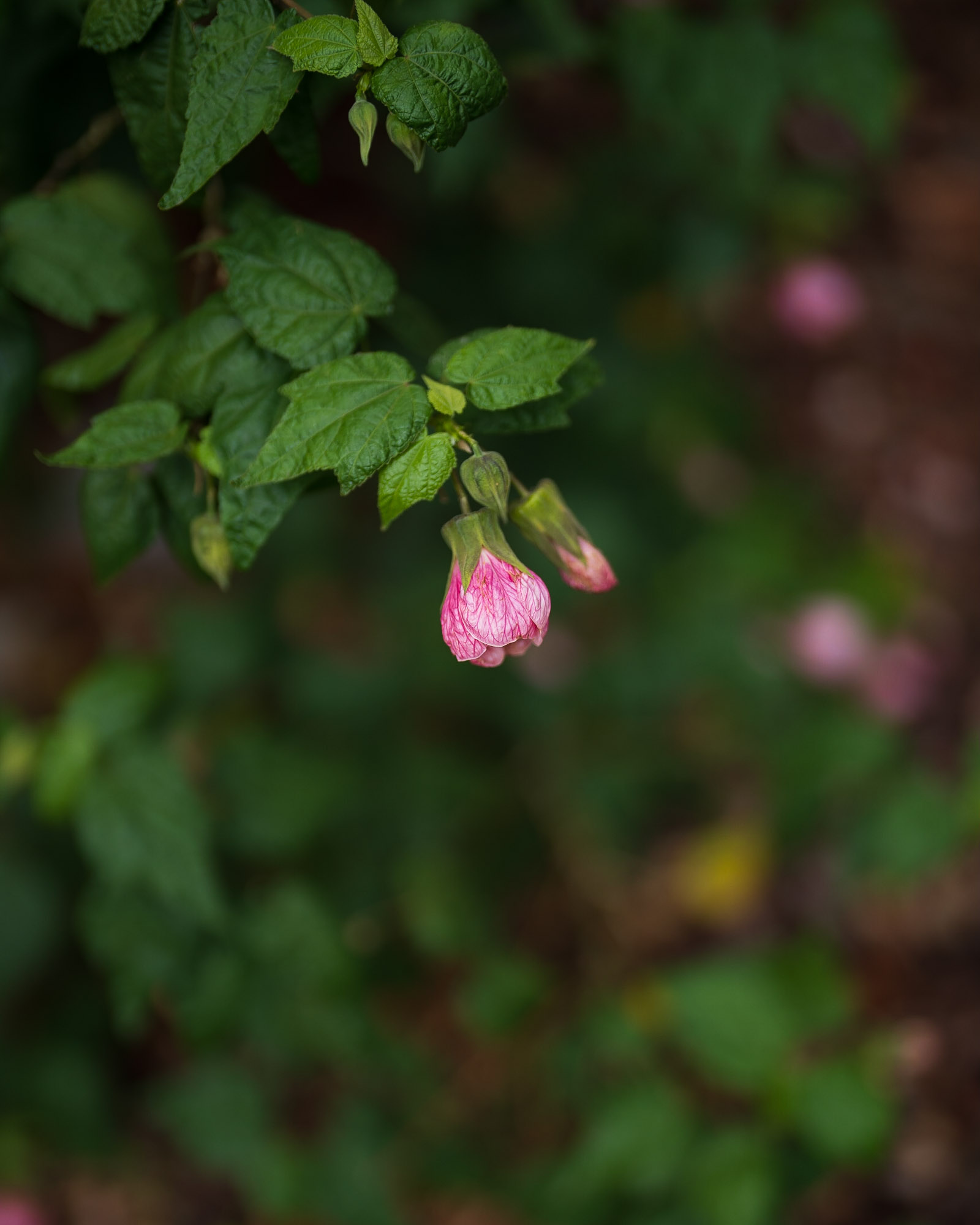 Sony 50mm F 1 2 GM Review They Said It Couldn t Be Done sony-50mm-f-1-2-gm-review-they-said-it-couldn-t-be-done